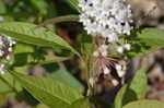 Swamp milkweed